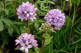Attēlu rezultāti vaicājumam “Campanula glomerata”