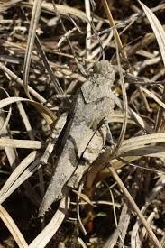 Attēlu rezultāti vaicājumam “Oedipoda caerulescens”