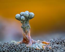 Attēlu rezultāti vaicājumam “Metatrichia vesparia”