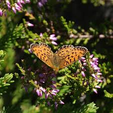 Attēlu rezultāti vaicājumam “Brenthis ino upperside”