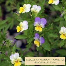 Attēlu rezultāti vaicājumam “Viola tricolor”