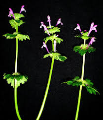 Attēlu rezultāti vaicājumam “Lamium amplexicaule”