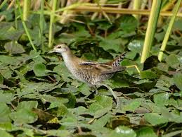 Image result for Porzana parva