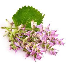 Image result for Salvia sclarea
