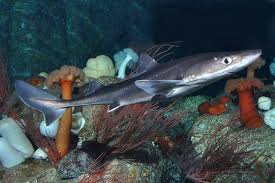 Image result for Squalus acanthias