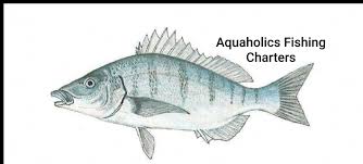 Image result for Lithognathus lithognathus