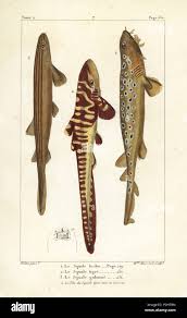 Image result for Poroderma africanum