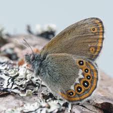 Attēlu rezultāti vaicājumam “Coenonympha hero”