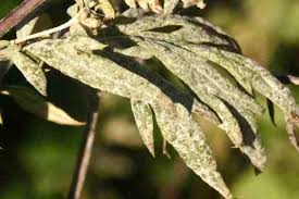 Attēlu rezultāti vaicājumam “Erysiphe galeopsidis”