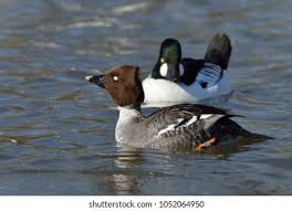 Attēlu rezultāti vaicājumam “Bucephala clangula female”