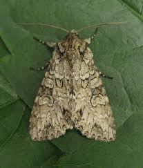 Attēlu rezultāti vaicājumam “Polia nebulosa”