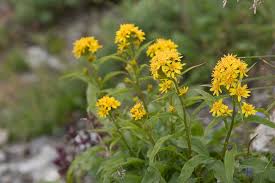 Attēlu rezultāti vaicājumam “Solidago virgaurea”