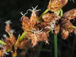Attēlu rezultāti vaicājumam “Schoenoplectus lacustris subsp. glaucus bud”