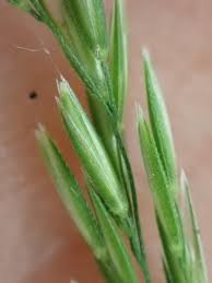 Attēlu rezultāti vaicājumam “Cinna latifolia fruit”