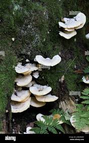 Attēlu rezultāti vaicājumam “Climacocystis borealis”