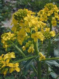 Attēlu rezultāti vaicājumam “Barbarea vulgaris subsp. arcuata fruit”