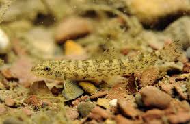 Attēlu rezultāti vaicājumam “Barbatula barbatula”