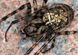 Attēlu rezultāti vaicājumam “Metellina merianae”