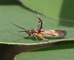 Attēlu rezultāti vaicājumam “Scythrididae”