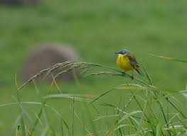 Attēlu rezultāti vaicājumam “Motacilla flava flava”