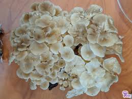 Attēlu rezultāti vaicājumam “Polyporus umbellatus”