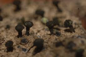 Attēlu rezultāti vaicājumam “Calicium adspersum”