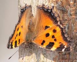 Attēlu rezultāti vaicājumam “Nymphalis xanthomelas larva”