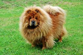 Znalezione obrazy dla zapytania chow