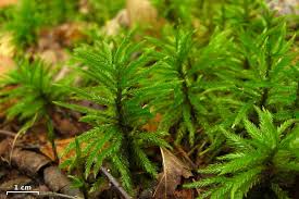 Attēlu rezultāti vaicājumam “Climacium dendroides sporophyte”