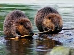 Image result for Beaver Sc