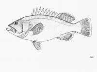 Image result for Hyporthodus quernus