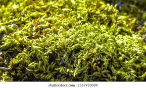 Attēlu rezultāti vaicājumam “Brachythecium salebrosum sporophyte”