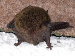 Attēlu rezultāti vaicājumam “Pipistrellus nathusii”