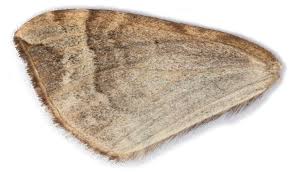 Attēlu rezultāti vaicājumam “Eulithis prunata”