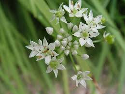 Image result for Allium tuberosum