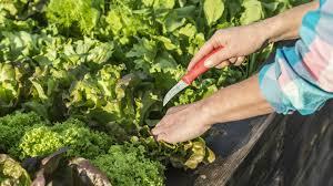 Image result for Pflücksalat