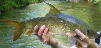 Image result for Moxostoma duquesnei