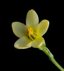 Attēlu rezultāti vaicājumam “Gentianaceae”