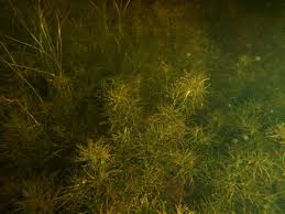 Attēlu rezultāti vaicājumam “Najadaceae”