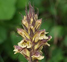 Attēlu rezultāti vaicājumam “Orobanche reticulata”