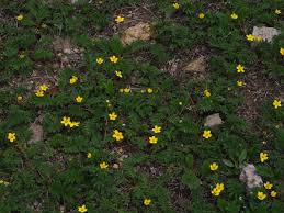 Attēlu rezultāti vaicājumam “Argentina anserina leaf”