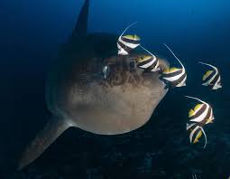 Image result for Mola alexandrini