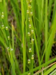 Attēlu rezultāti vaicājumam “Triglochin palustre flower”