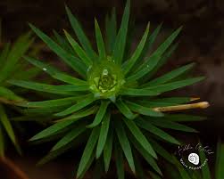 Attēlu rezultāti vaicājumam “Gymnostomum calcareum macro”