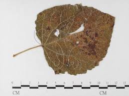 Attēlu rezultāti vaicājumam “Melampsora magnusiana”