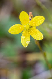 Attēlu rezultāti vaicājumam “Saxifraga hirculus”