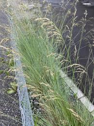 Attēlu rezultāti vaicājumam “Helictotrichon pratense leaf”