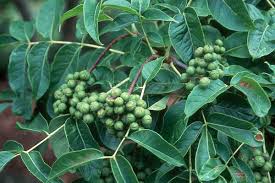 Attēlu rezultāti vaicājumam “Phellodendron amurense fruit”