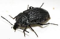 Attēlu rezultāti vaicājumam “Phosphuga atrata”