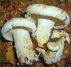 Attēlu rezultāti vaicājumam “Lactarius bertillonii”